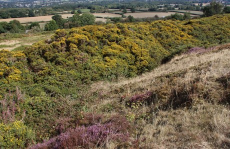 A gorse-covered section of the outer rampart