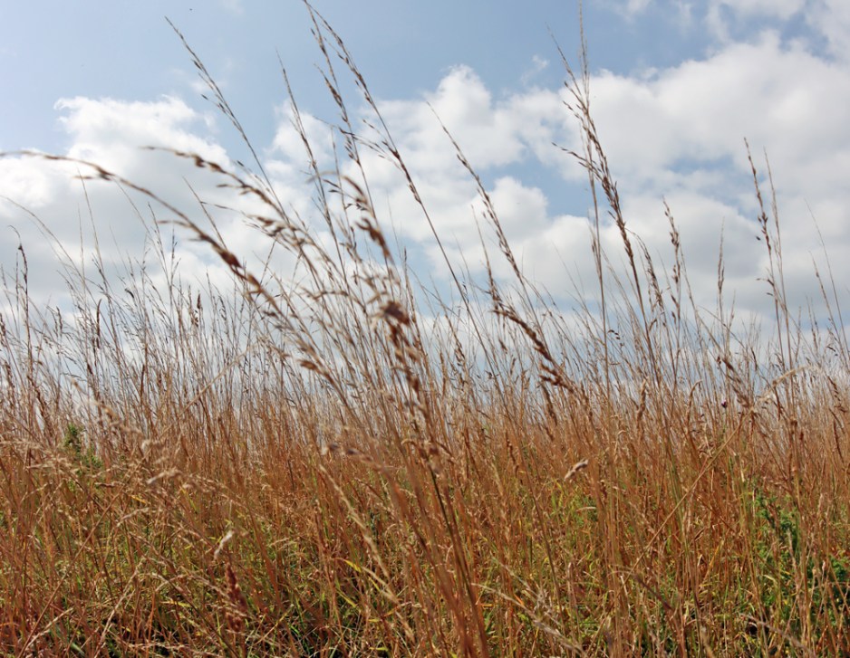 The fabulous nature reserve at the RSPB’s Burton Mere Wetlands | Based ...