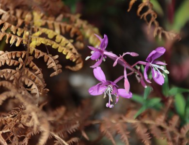 Rosebay willowherb
