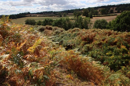 Bracken on the banks and ditches at the northwestern corner of the hillfort