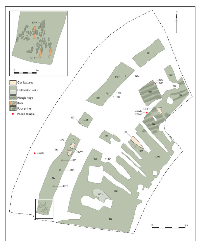 Cultivation soils and cord-rig earthworks of Period 1, Phase 2, with cut features of Phase 3