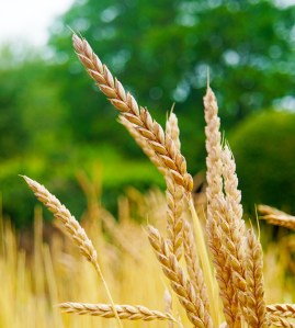 Spelt crop