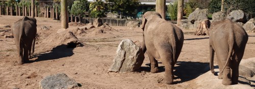 Chester Zoo elephants